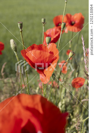 a large number of red poppies in the green grass 120218864