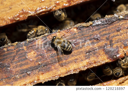 a bee hive with honey bees in sunny weather in summer a bee hive with honey bees in sunny weather in summer 120218897