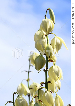 Blue sky and yucca Blue sky and yucca 120218919