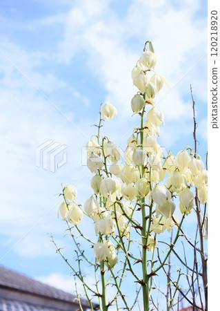 Tall, thick-leaved Kimigayo orchid Tall, thick-leaved Kimigayo orchid 120218920