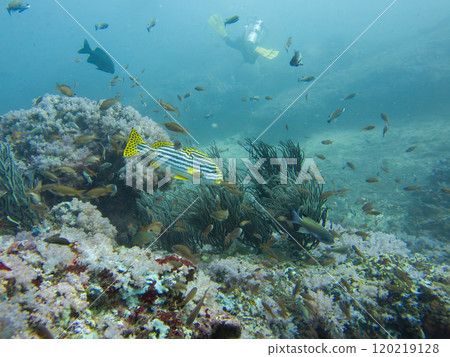 Oriental sweetlips, or oriental blubber lips, is a species of marine ray-finned fish 120219128