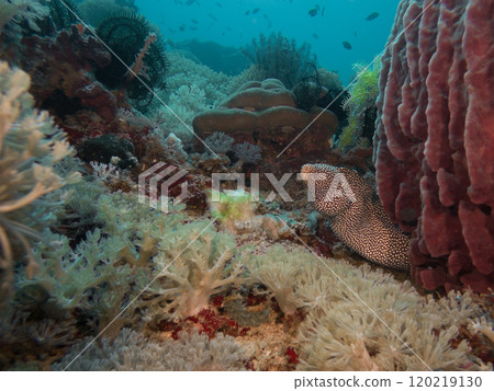 A White Mouth Moray Eel or Gymnothorax meleagris at a scuba dive in Puerto Galera, Philippines 120219130