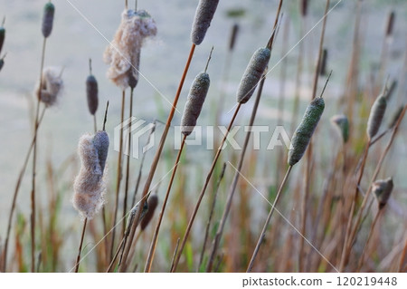 秋季傳統：香蒲芯及其生態 120219448