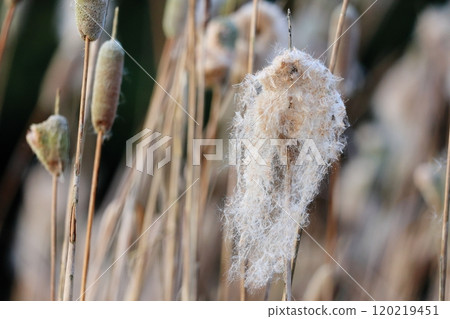 A seasonal feature of autumn: Cattail fluff and its ecology 120219451