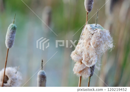 A seasonal feature of autumn: Cattail fluff and its ecology 120219452