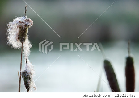 A seasonal feature of autumn: Cattail fluff and its ecology 120219453