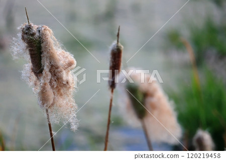 A seasonal feature of autumn: Cattail fluff and... - Stock Photo  [120219458] - PIXTA