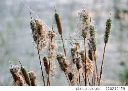 秋季傳統:香蒲芯及其生態 秋季傳統:香蒲芯及其生態 120219459
