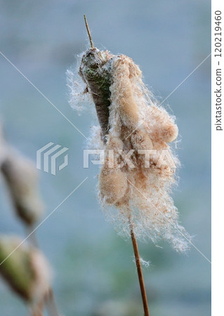 A seasonal feature of autumn: Cattail fluff and its ecology 120219460