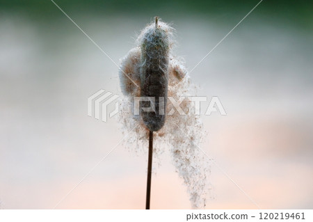 A seasonal feature of autumn: Cattail fluff and its ecology A seasonal feature of autumn: Cattail fluff and its ecology 120219461