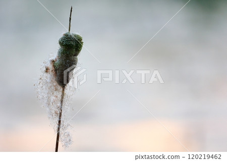 A seasonal feature of autumn: Cattail fluff and its ecology 120219462