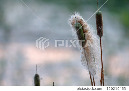 A seasonal feature of autumn: Cattail fluff and its ecology 120219463