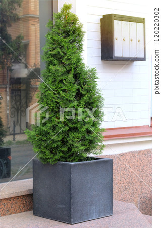 Cypress in large outdoor pot. Thuja occidentalis danica in container. Landscape design in city. Potted evergreen tree. Sunny. Cypress in large outdoor pot. Thuja occidentalis danica in container. Landscape design in city. Potted evergreen tree. Sunny. 120220302