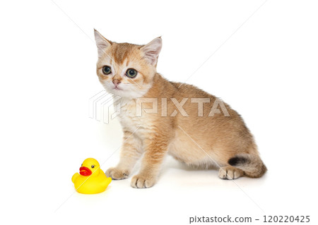 Small red kitten and a rubber duckling 120220425