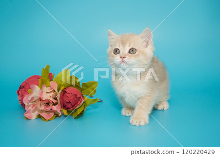 Small cream-colored Scottish kitten 120220429