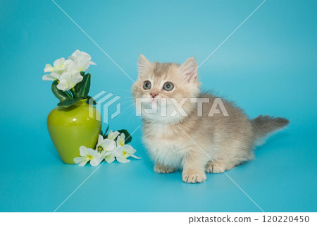 Small cream-colored Scottish kitten with short legs Small cream-colored Scottish kitten with short legs 120220450