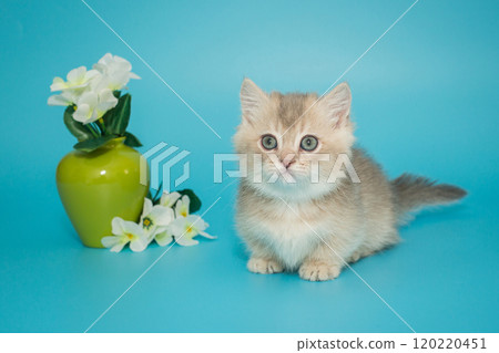 Small cream-colored Scottish kitten with short legs Small cream-colored Scottish kitten with short legs 120220451