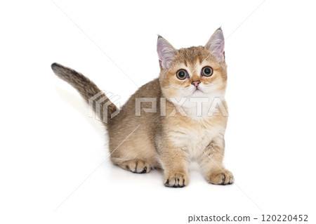 Scottish kitten of red color with short paws. Scottish kitten of red color with short paws. 120220452