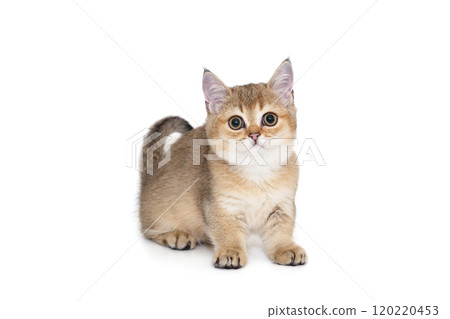 Scottish kitten of red color with short paws. Scottish kitten of red color with short paws. 120220453