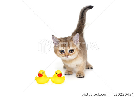 Red kitten of the Scottish breed Red kitten of the Scottish breed 120220454