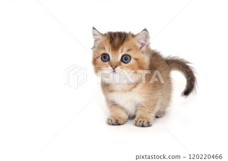 Scottish kitten with short paws 120220466