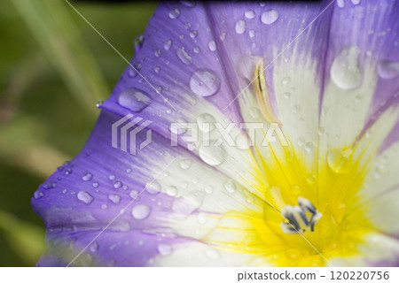 Morning glory flower in the garden Morning glory flower in the garden 120220756