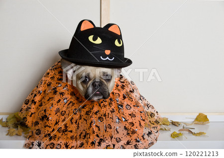 Close-up of a bulldog dog in a black funny hat and skirt getting ready to celebrate Halloween.  120221213