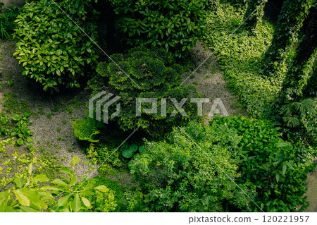Lush green garden with dense foliage and trees 120221957