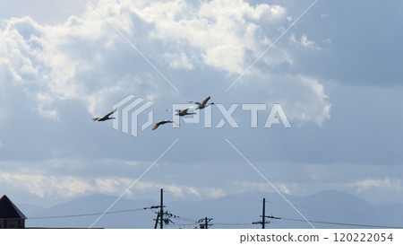 四隻天鵝在多雲的天空中飛翔 120222054