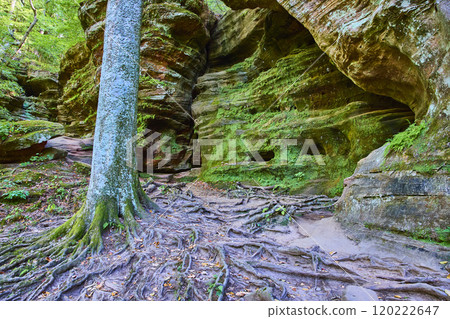 Ancient Tree Roots and Mossy Rocks in Hocking Hills Forest Eye-Level View 120222647