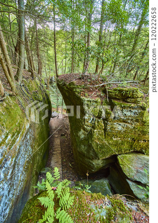 Mossy Boulders and Ferns on Cantwell Cliffs Pathway Eye-Level View 120222658