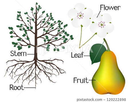 The illustration shows part of the pear plants. 120222898