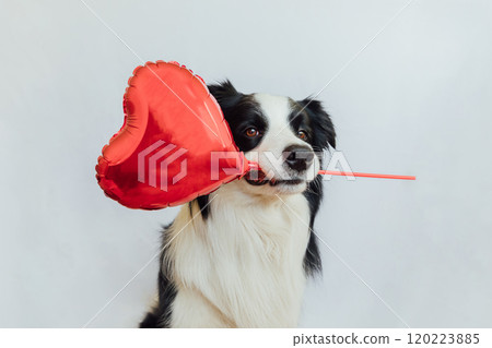 St. Valentine's Day concept. Funny cute puppy dog border collie holding red heart balloon in mouth isolated on white background. Lovely dog in love on valentines day gives gift St. Valentine's Day concept. Funny cute puppy dog border collie holding red heart balloon in mouth isolated on white background. Lovely dog in love on valentines day gives gift 120223885