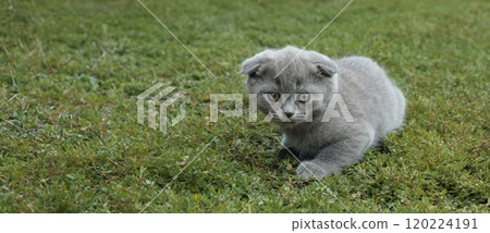 little gray lop-eared kitten sneaks across a green lawn, kitten hunting little gray lop-eared kitten sneaks across a green lawn, kitten hunting 120224191