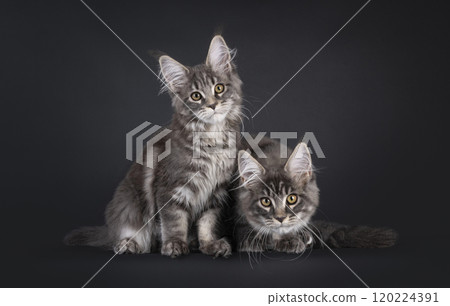 Maine Coon cat kittens on black background Maine Coon cat kittens on black background 120224391