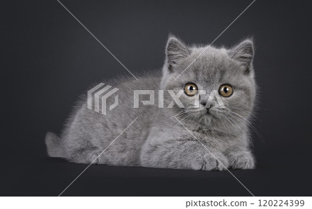 British Shorthair cat on black background 120224399