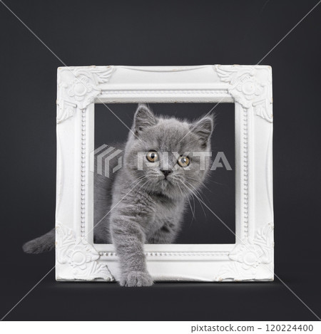 British Shorthair cat on black background British Shorthair cat on black background 120224400