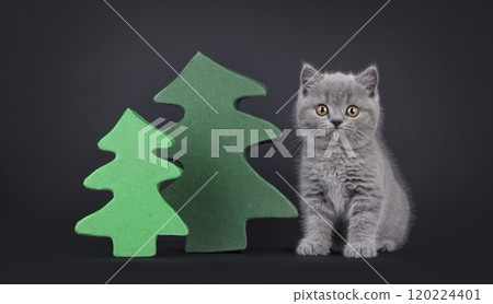 British Shorthair cat on black background 120224401