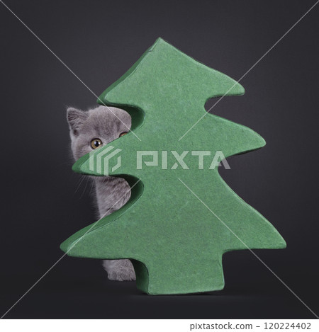 British Shorthair cat on black background 120224402