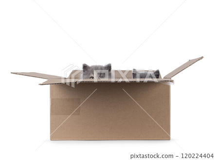 Cat and box on white background 120224404