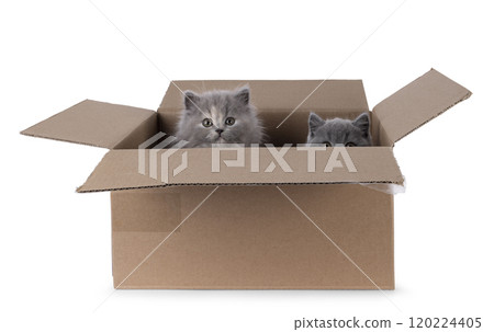 Cat and box on white background 120224405