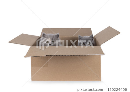 Cat and box on white background 120224406