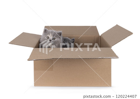 Cat and box on white background Cat and box on white background 120224407