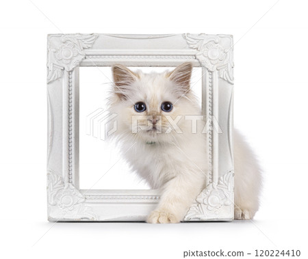 Sacred Birman cat kitten on white background Sacred Birman cat kitten on white background 120224410