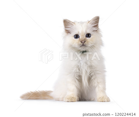 Sacred Birman cat kitten on white background 120224414