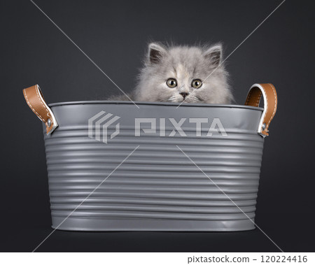 British Longhair cat kitten on black background British Longhair cat kitten on black background 120224416