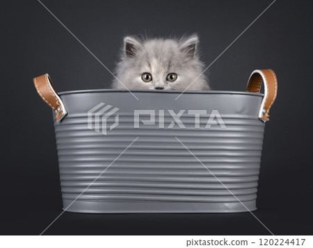 British Longhair cat kitten on black background 120224417