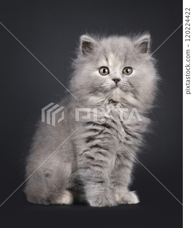 British Longhair cat kitten on black background 120224422