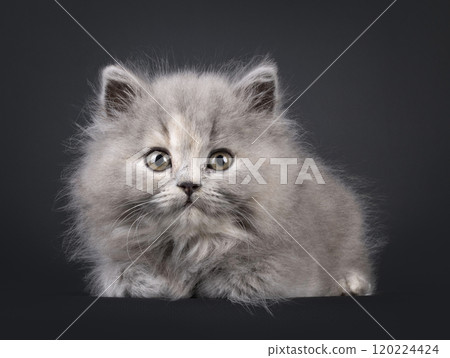 British Longhair cat kitten on black background British Longhair cat kitten on black background 120224424