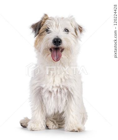 Jack Russell dog on white background Jack Russell dog on white background 120224428